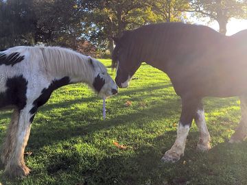 Alfie and Prince, Furnace Brook Ponies
