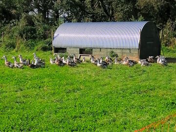 Some of the ducks