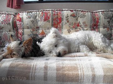 Dogs having a nap after visiting the "blue flag" fintra beach just 5 minutes up the road