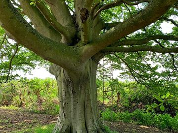 Beech tree