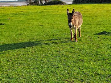 Blossom the donkey