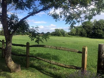 Green fields and horses