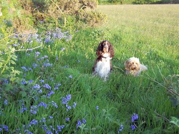 Resident dogs admiring the flowers