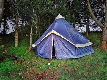 Tent pitches among the trees