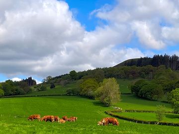 Farm view