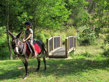 Donkey hire