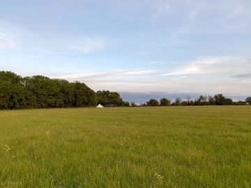 Summer breeze through the long grass