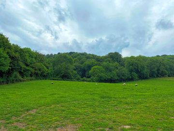 Grassy field