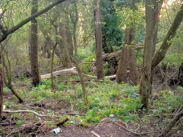 Camp under the leaf canopy
