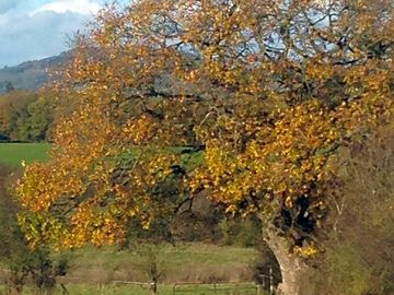 Autumn at the site