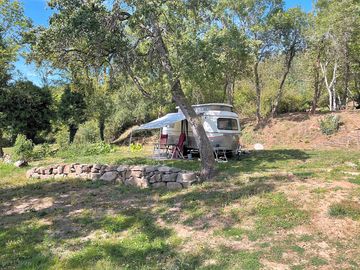 Seeking shade under a tree