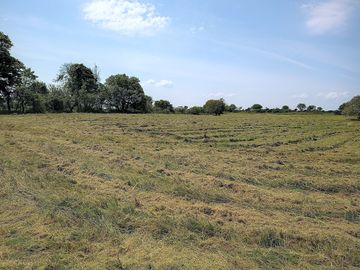 Wildlife meadow - camping field