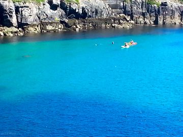 Swim and kayak with a basking shark!