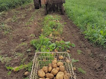 Organic potatoes at peepout farm