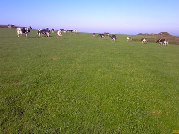 Cattle grazing at leswidden farm