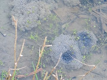 Frog spawn in the river