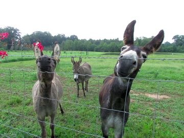 Our friendly neighbours welcome everyone here