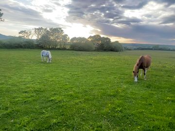 The resident ponies dilly and volley