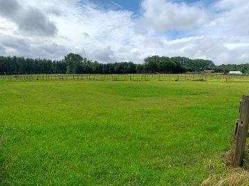 Green and grassy
