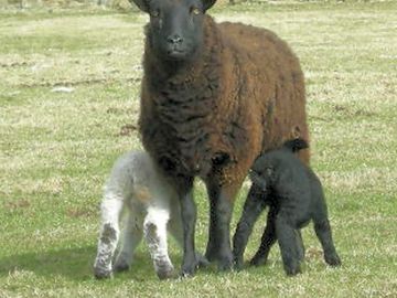 Meet the lambs and their fleecy dams
