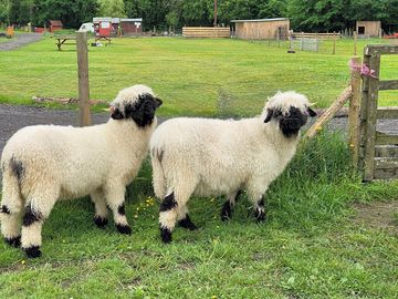 Valais blacknose sheep