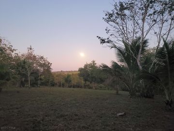 Pitches surrounded by trees