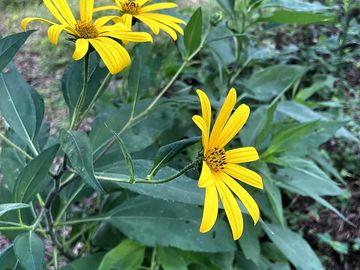 Wild flowers around the campground