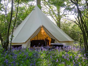 Bell tent in bluebell wood