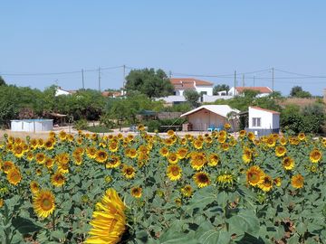Sunflower fields