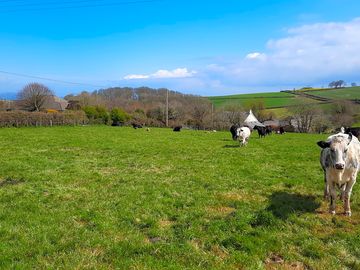 Cows coming to visit campers