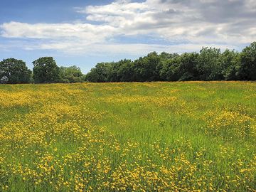 The view in june across to our tent pitches which are strimmed into the flowering meadow