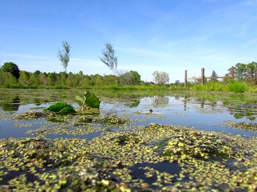 Wetlands for snake lovers. we don't go there, but...