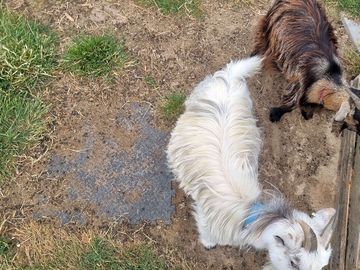 Goats on site