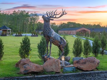 Silver the silverwood stag
