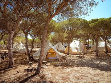 Bell tents sheltered by trees
