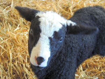 One of the farm lambs