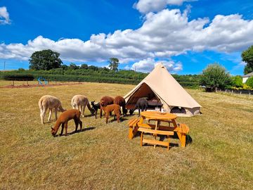 Alpaca visit