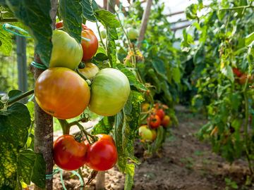 Tomatoes from the garden