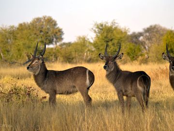 Water buck come down to drink every evening
