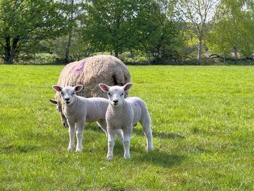 Sheep at field house farm