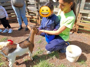 Attività con animali