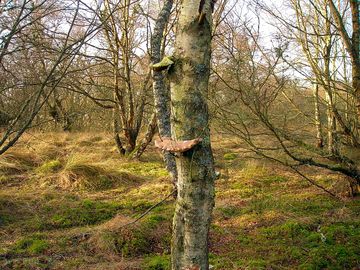 Earlshall muir has some very interesting species