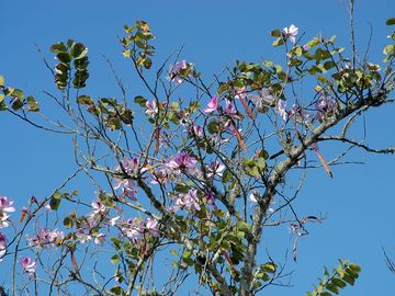 Orchid tree