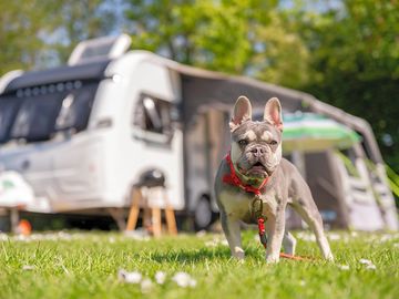 Pets welcome at lytton lawn