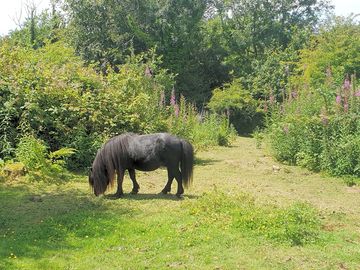 Camping area, there are ponies in field next door!