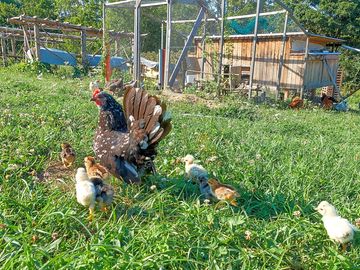 Free-range hens on the farm