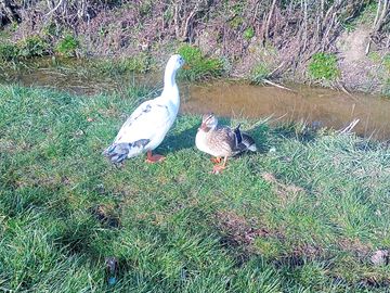 Fred and ginger