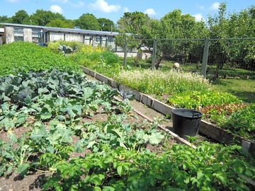 Organic garden