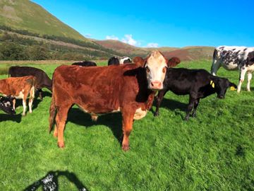 Hey moo!