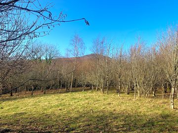 A lovely open site surrounded by trees and looking towards carn ingli - angel mountain